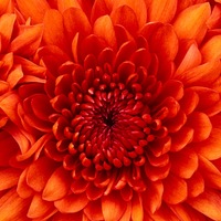 Любовь Полякова