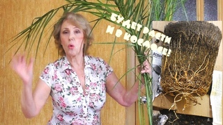 Это открытие перевернуло мои представления! Финиковая пальма.