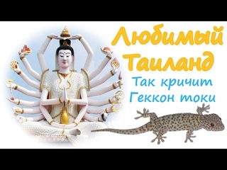 Так кричит Геккон токи (Gekko gecko)