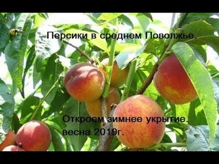 Персик Фаворит Мореттини в среднем Поволжье. Снимаем зимнее укрытие весной 2019г.