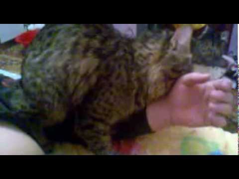 Кот ебет девушку