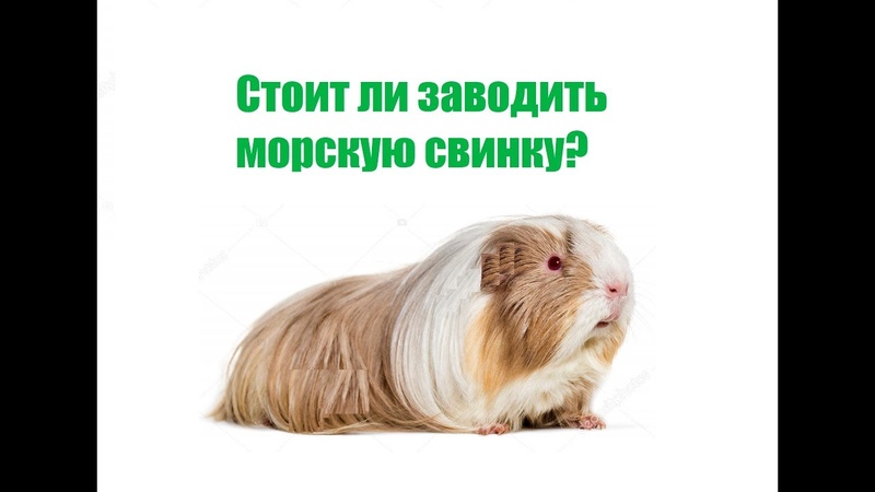 Морские свинки. Морские свинки. Стоит ли заводить морскую. Розетчатые морские свинки. Стоит ли заводить морскую.