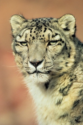 №11, Геннадій Шевела, 51 год, Знаменка №11, Геннадій Шевела, 51 год, Знаменка