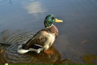 Фотография Влад Ромашин