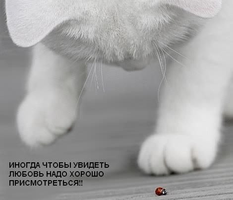 №13, Велюра Егорова №13, Велюра Егорова