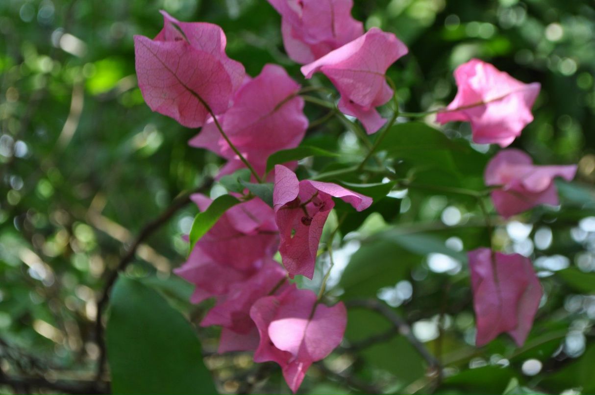 Владимир Камарин | Сергиев Посад