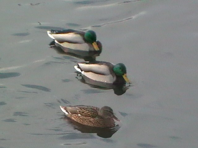 Максим Котов | Екатеринбург