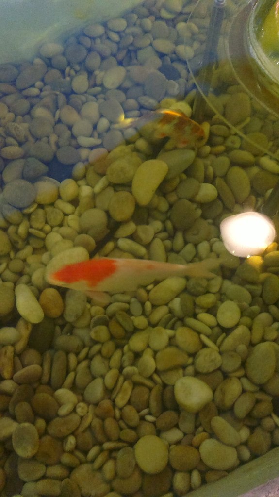 Екатерина Прокопова | Воронеж