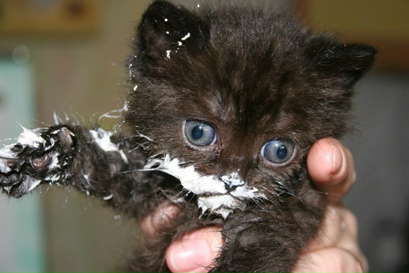 Светлана Павлова | Череповец