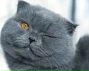 Фотография Анна Кошеварова