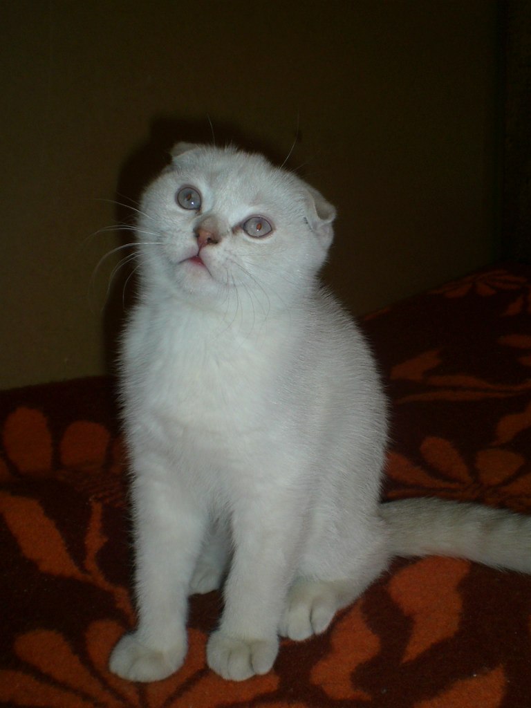 Наталья Карнаухова | Санкт-Петербург