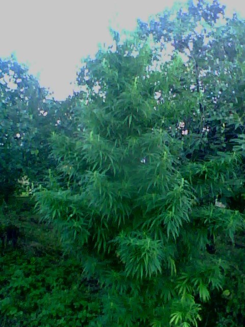 Серёга Кырпыч | Васильков