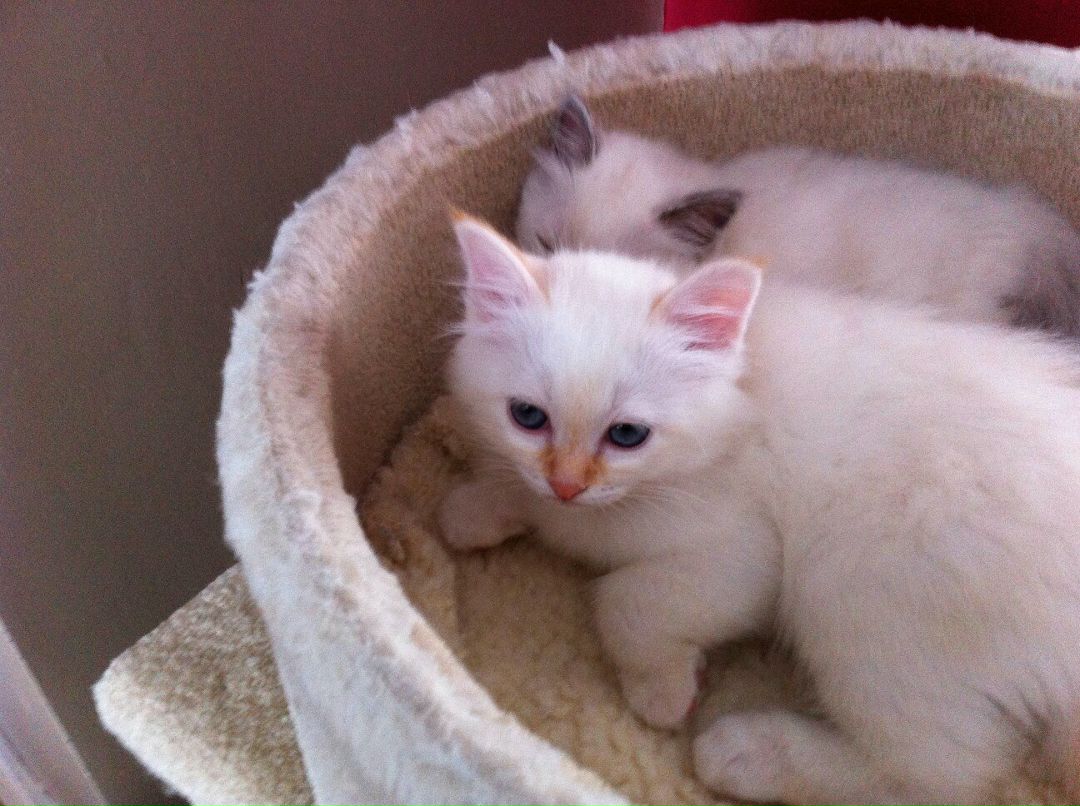 Илья Мальченко Kaiser | London