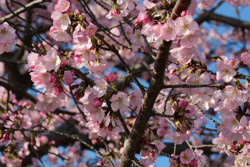 Валентина Кингсолвер | Albuquerque