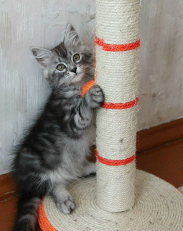 Елена Берестова | Киров