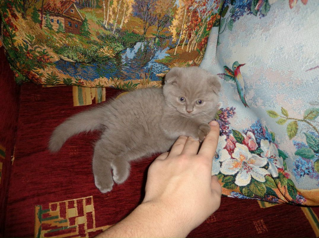 Стас Чеботарь | Ярославль