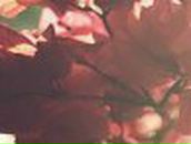 Вера Пырина | Москва