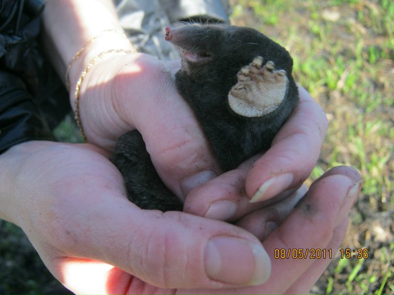 Денис Вирин | Санкт-Петербург