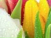 Дмитрий Хоуп Меланхоличный вокалист | New York City