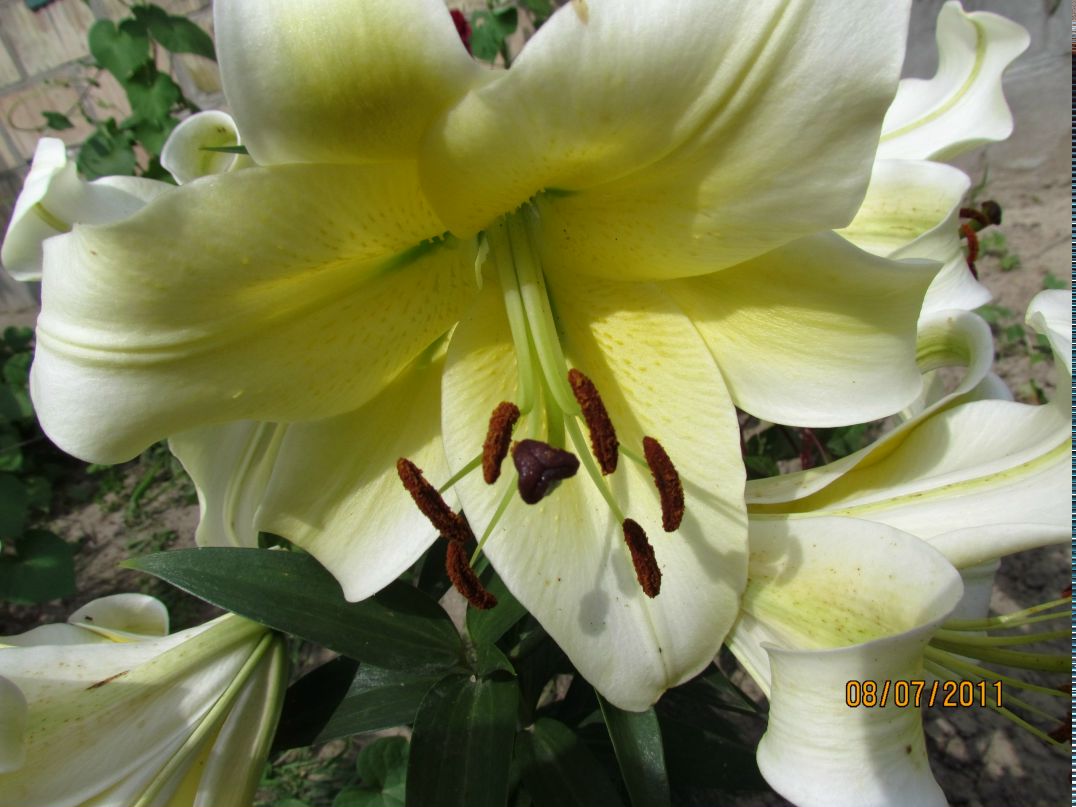 Евгения Мережина | Киев