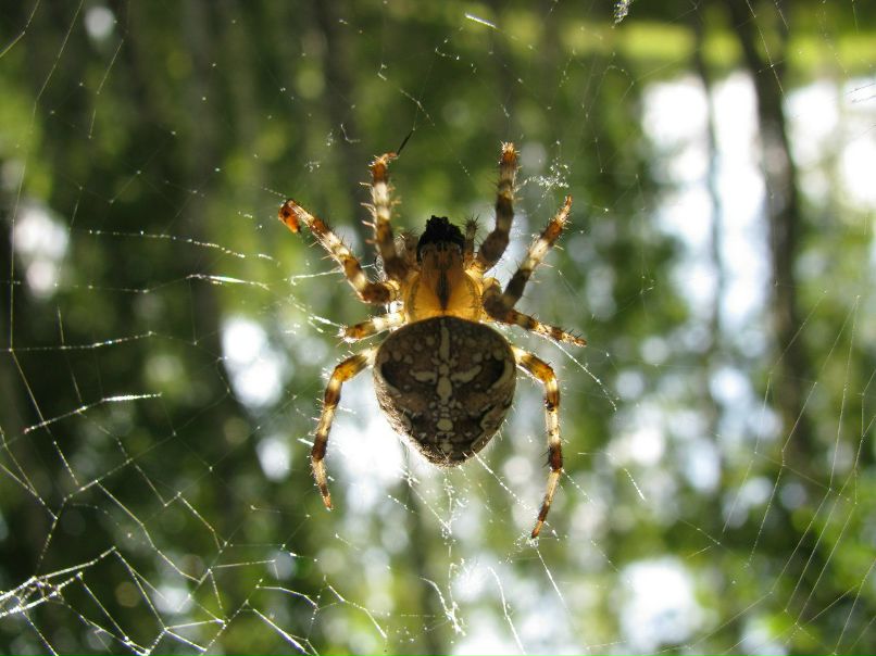 Евгений Лызов | Бердск