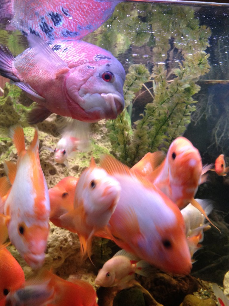 Мария Шаралапова | Феодосия