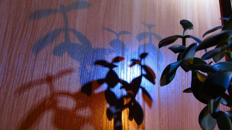 Алексей Самохин | 