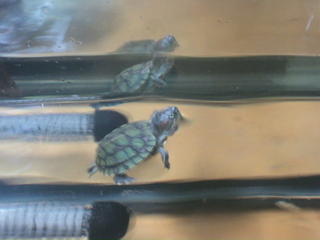 Ирина Максимова | Кондопога