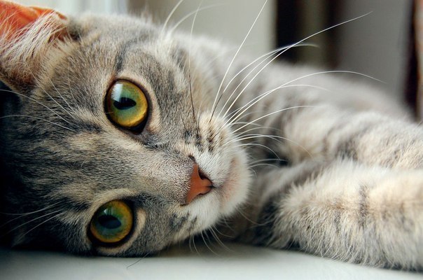 Валерий Полторанин | Санкт-Петербург