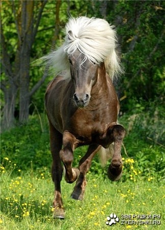 №2, Андрюха Коломієць №2, Андрюха Коломієць