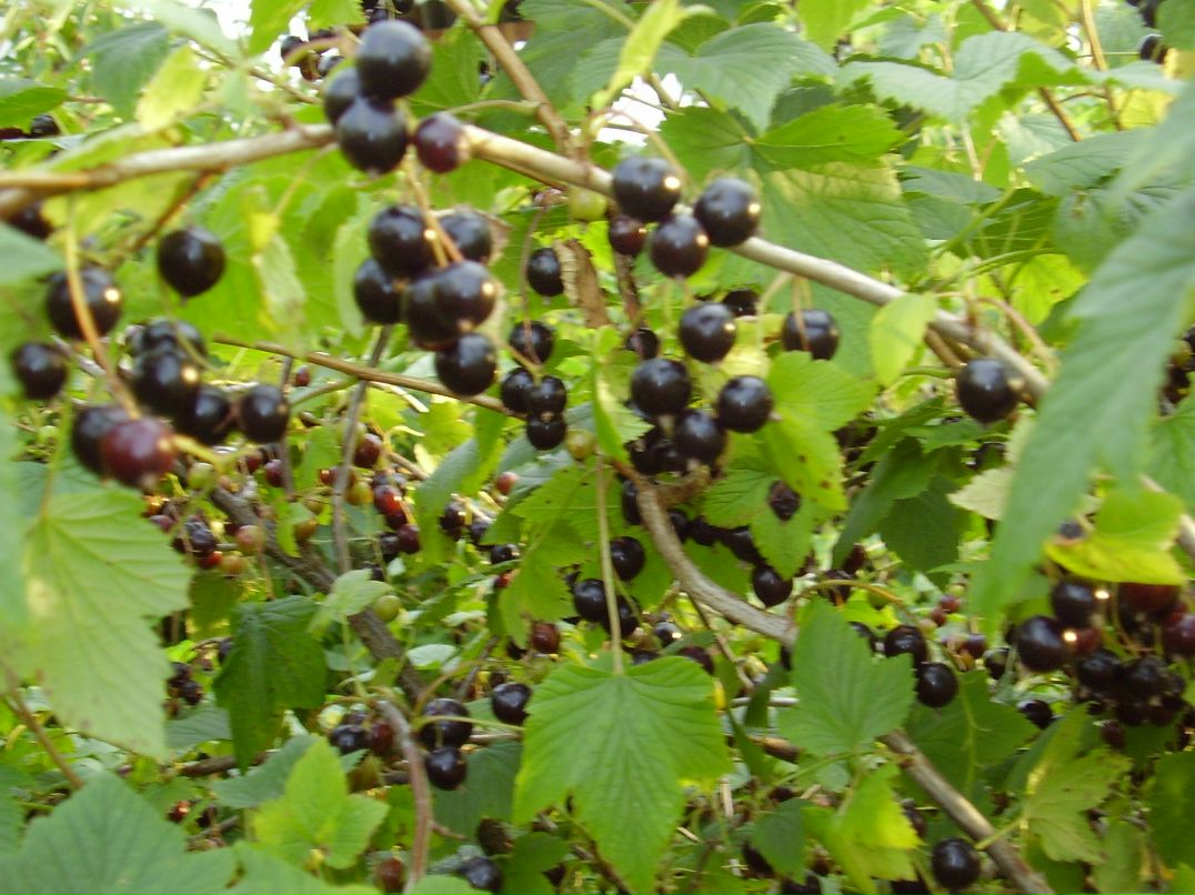 Никита Постнов | 