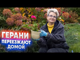 Герани переезжают домой