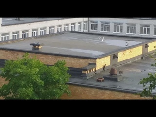 Уже с родителей-чаек ростом стал птенец