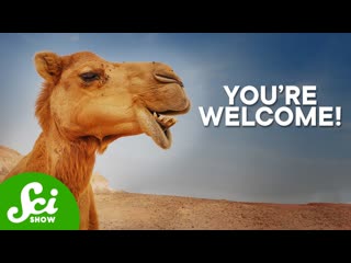 Why We Need Camels To Treat Cancer