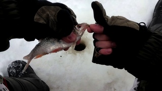 Рыбалка на речке Молва. Сорога на мормышку. Окунь