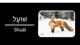 How to Say Animal Names in Hebrew - Part 3