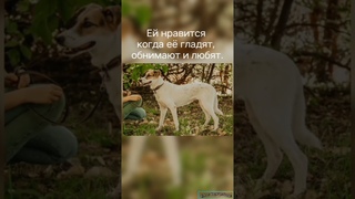 Заводная девочка