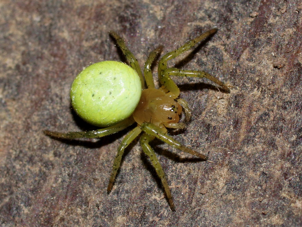 Ответы Mail.ru: Что это за паук, и ядовит ли он?