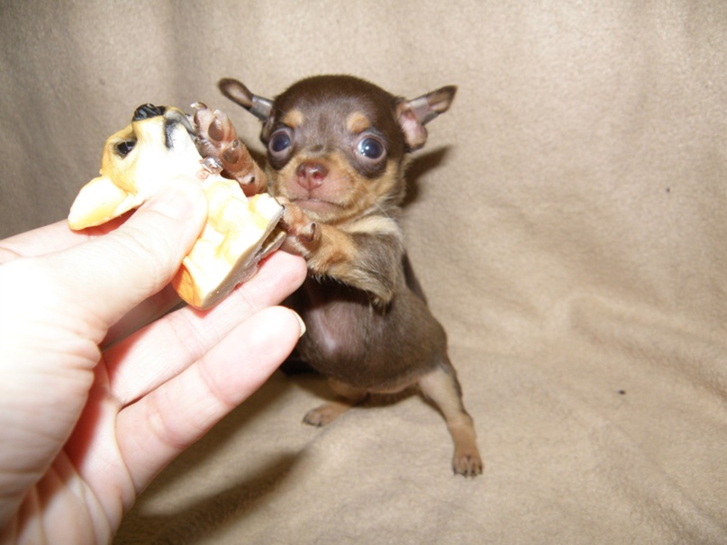 Анна Перекрёстова | Полтава