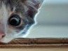 Галина Кошевая | Иваново