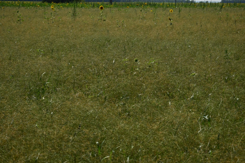 Максим Алексеев | Самара