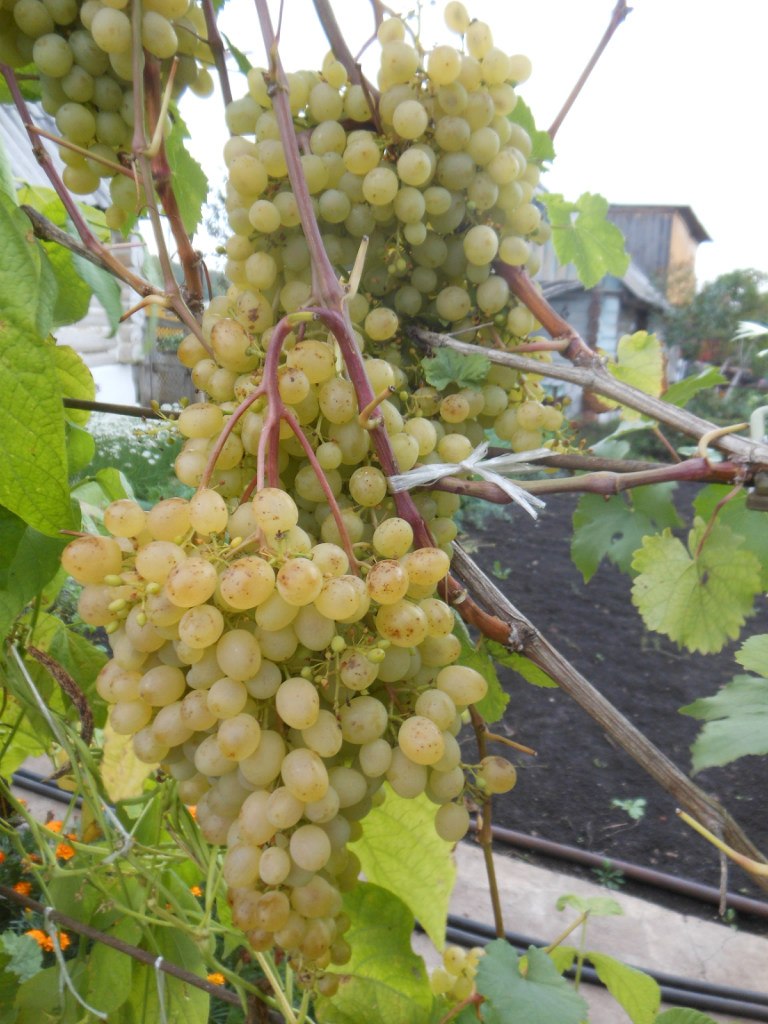 Альфия Ризванова |