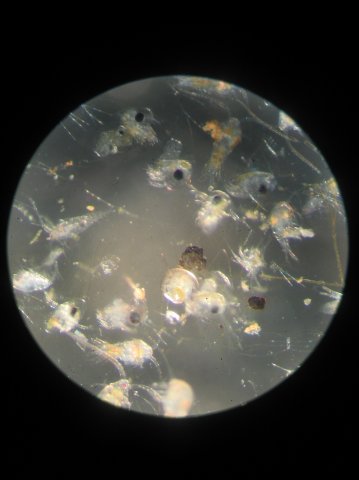 Кирилл Ивлев | Всеволожск