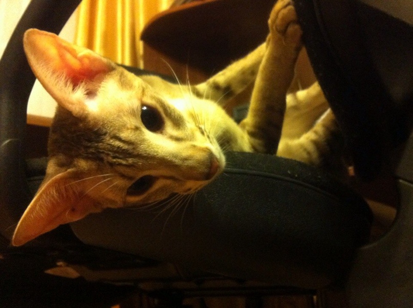 Екатерина Воскобойникова | Санкт-Петербург