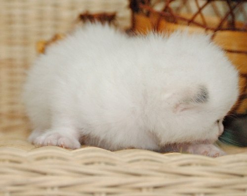 Елена Баринова | Новомосковск