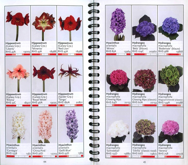 Каталог цветов с фото и названиями Каталог цветов с фото и названиями