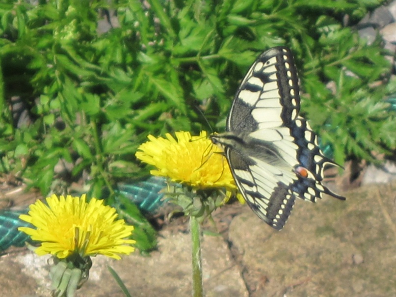 Елена Минина | Череповец