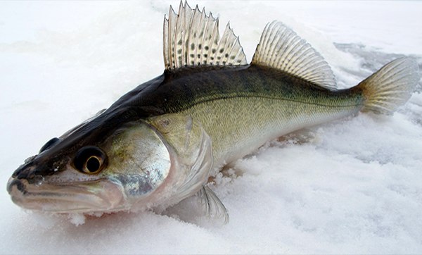 Алексей Горбунов | Бийск