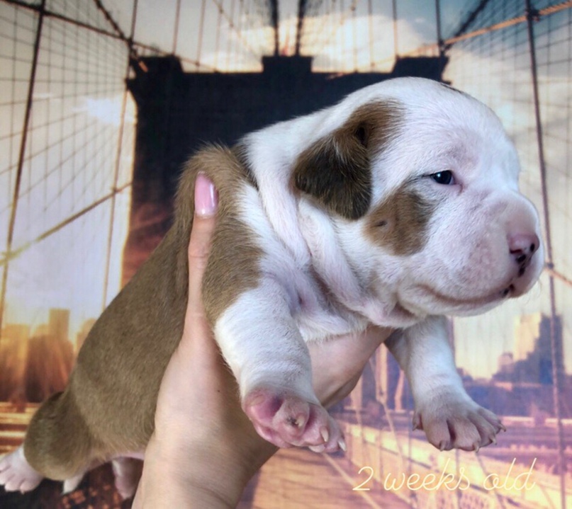 Елена Поленова | Санкт-Петербург