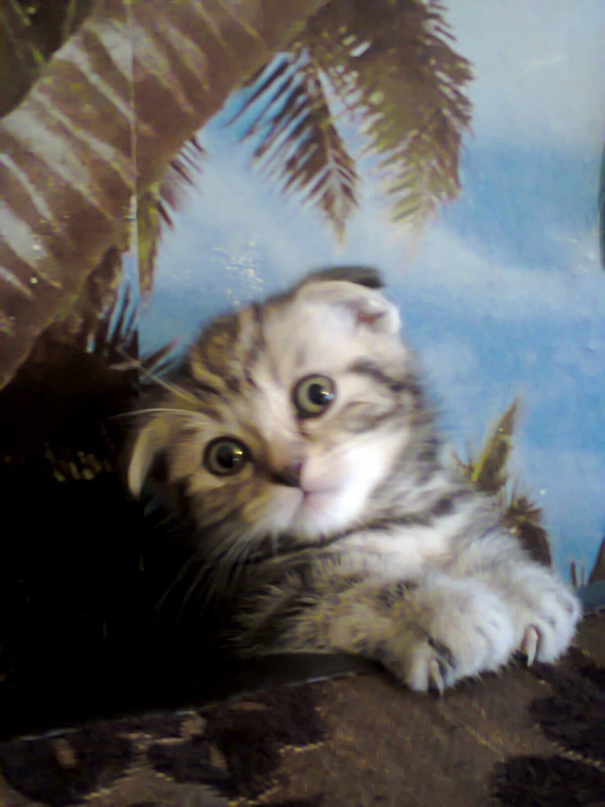 Ксюша Сергеева | Сызрань